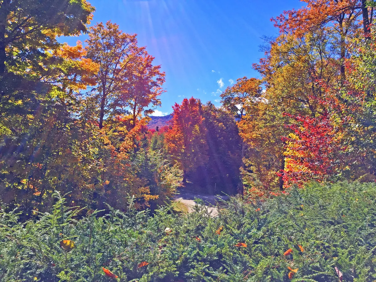 A scenic view featuring vibrant autumn foliage under a clear blue sky, with a winding path inviting outdoor activities. The landscape embodies the essence of Vermont’s Green Mountains, perfect for family hikes, nature walks, and capturing memories.