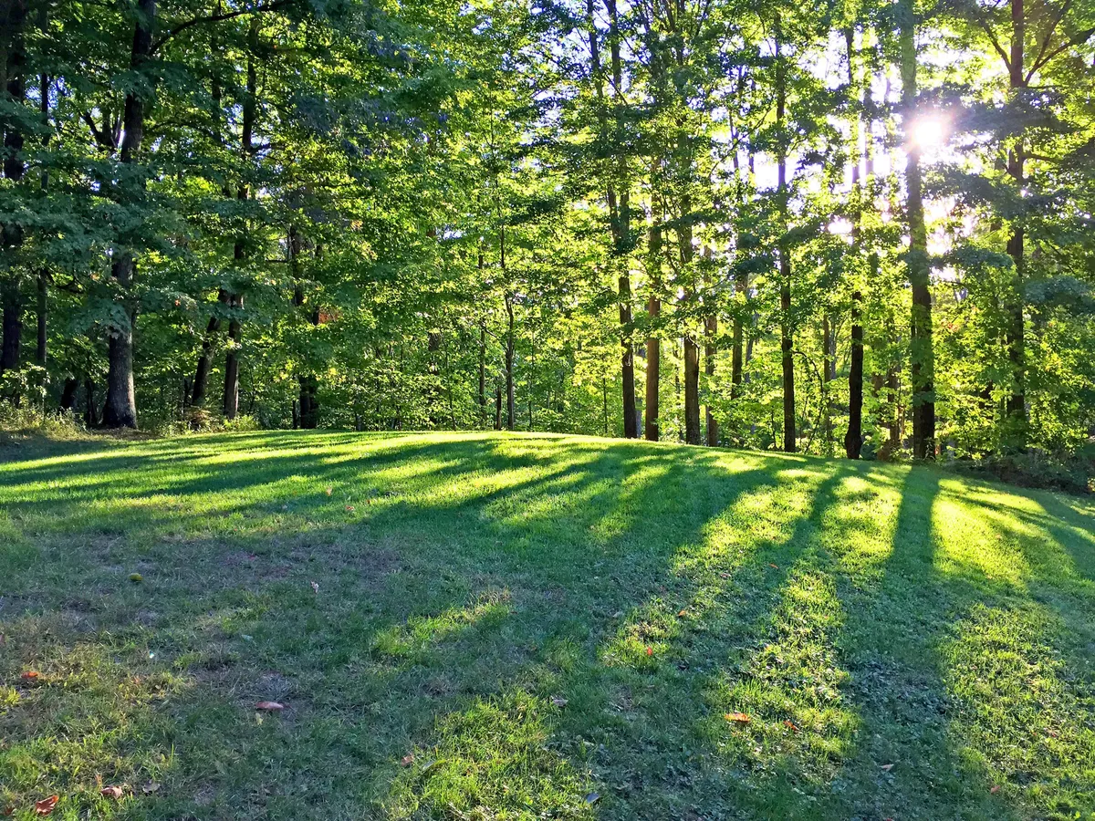 A serene outdoor setting with sunlight streaming through tall trees, lush green grass, and long shadows stretching across the landscape. The peaceful vibe is perfect for casual strolls, morning walks, or playful moments with dogs.